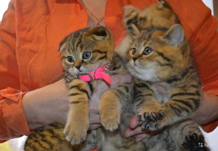 Британский Мейн кун