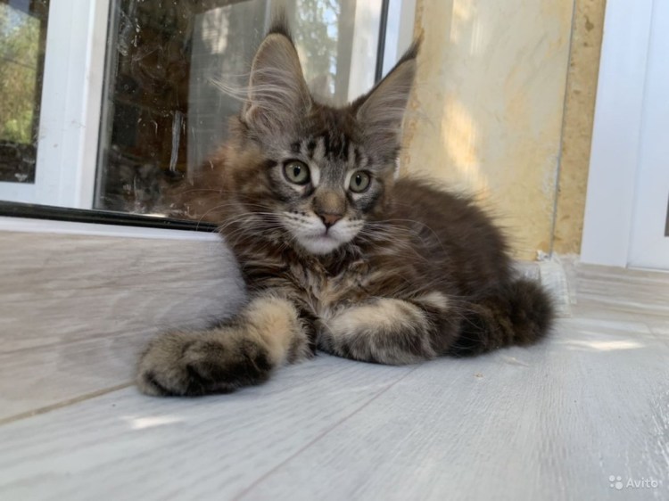 Вислоухие котята Мейн куна