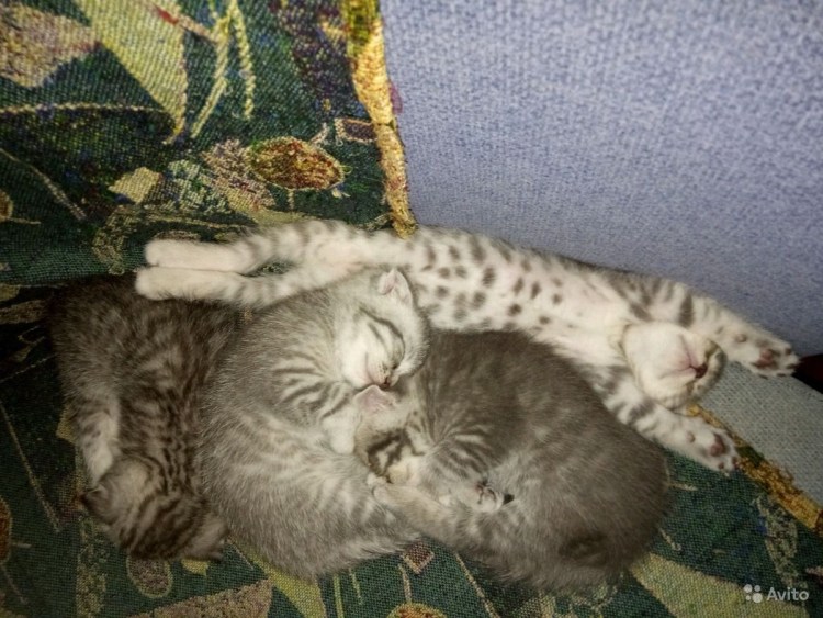 Мейн кун фолд