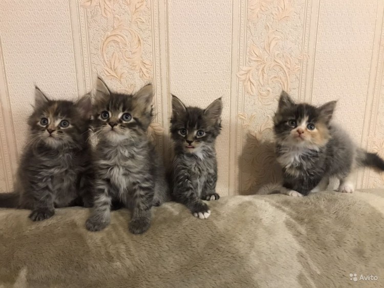 Мейн кун котята даром