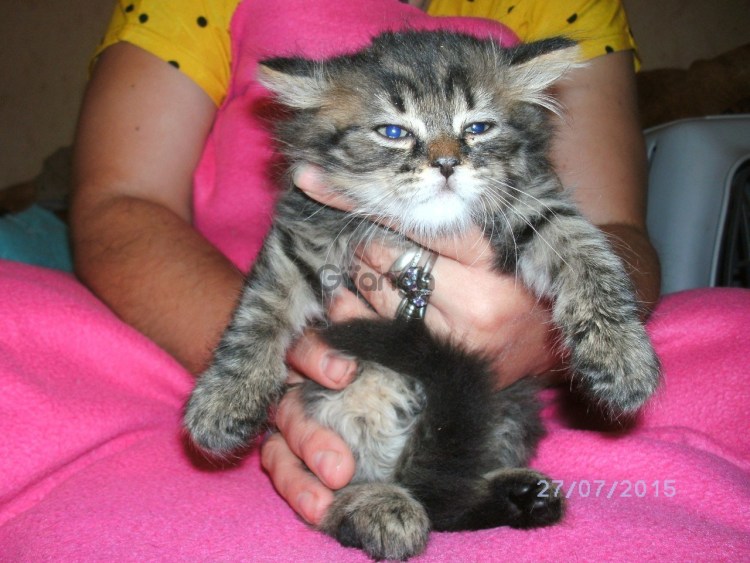 Котята Мейн кун и шотландец