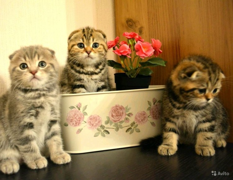 Метис Мейн куна и британца