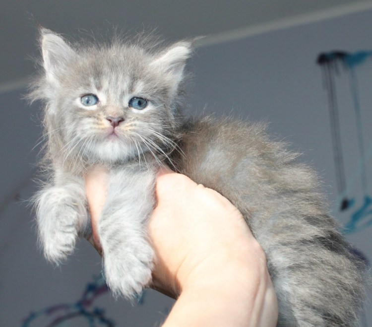 Вислоухие котята Мейн куна