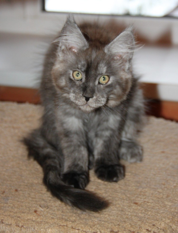 Смесь Мейн куна и вислоухого кота