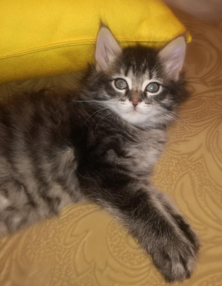 Котята тигрята Шотландские