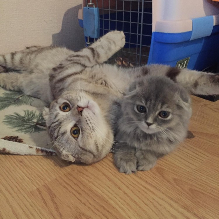 Вислоухие котята Мейн куна