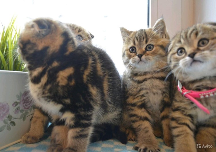 Мейн кун и Шотландская вислоухая