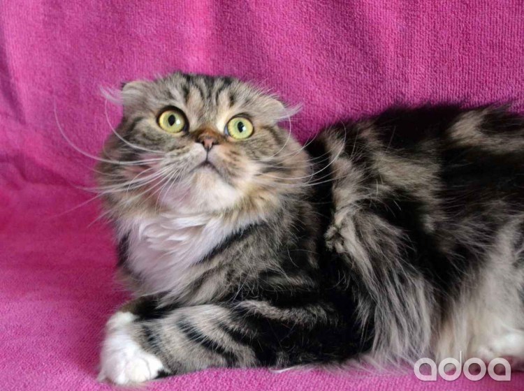 Полосатый метис Мейн куна