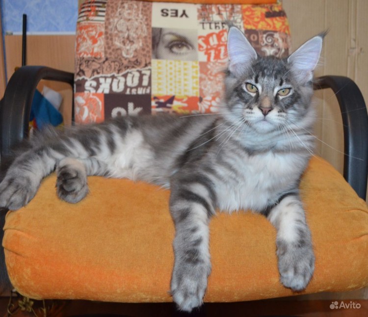 Взрослый метис Мейн куна