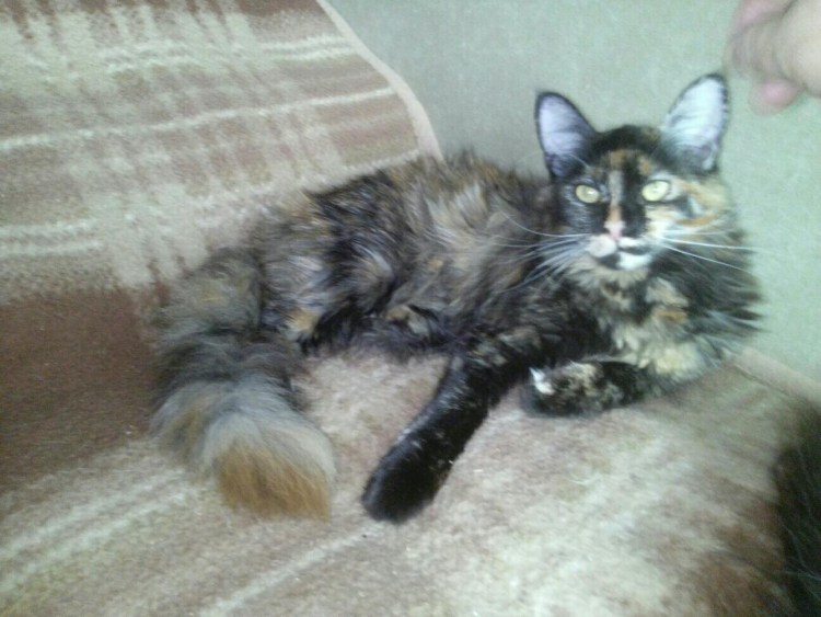 Метис Мейн куна и Британки