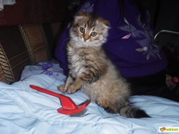 Метис Мейн куна и шотландской вислоухой