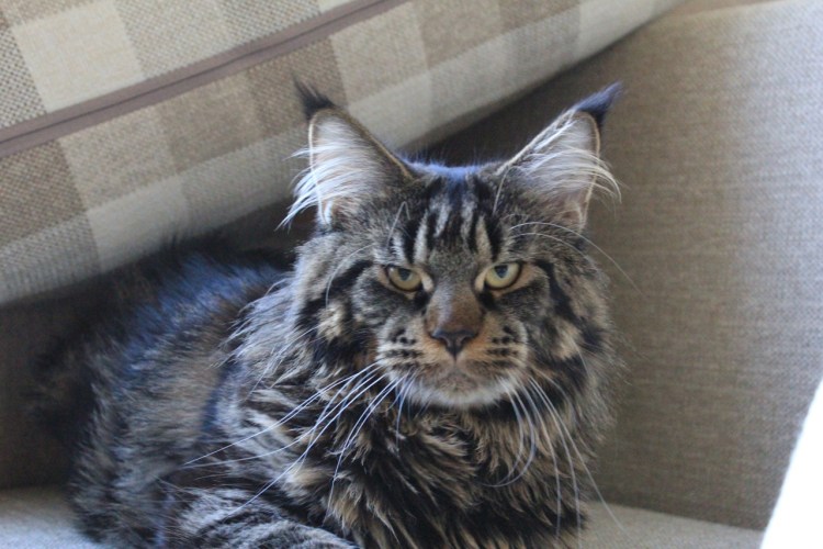 Кот метис Мейн куна