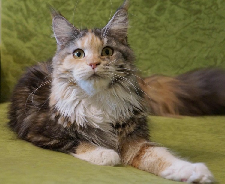 Мейкунскотишь фолд котята