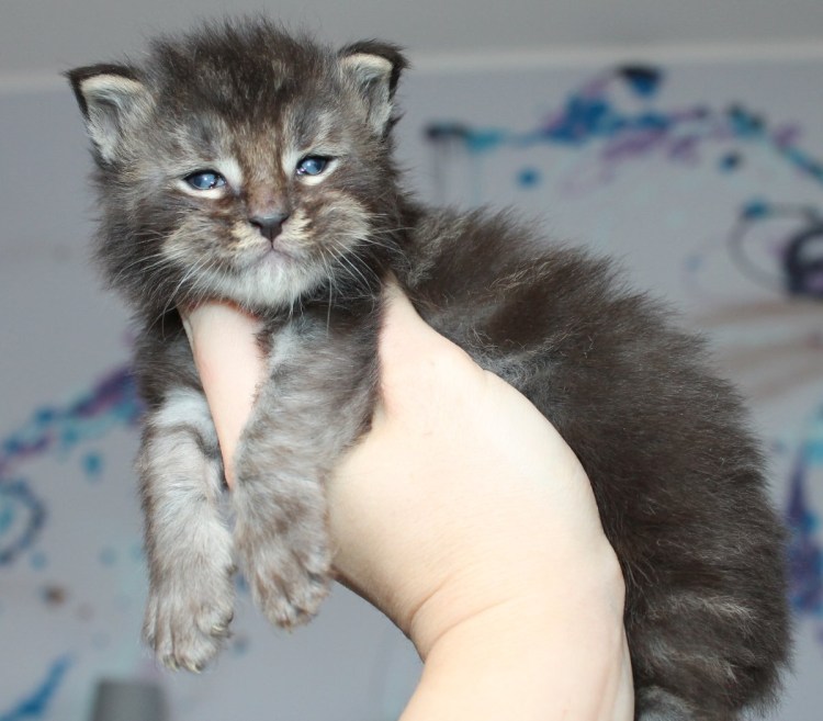 Вислоухие котята Мейн куна