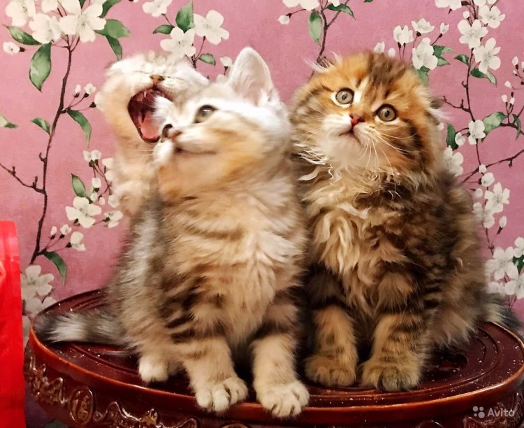 Метис Мейн куна белый