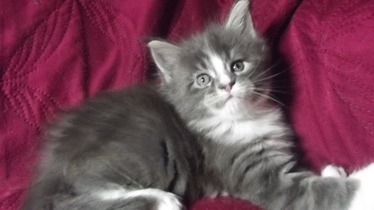 Метис Мейн куна и британца