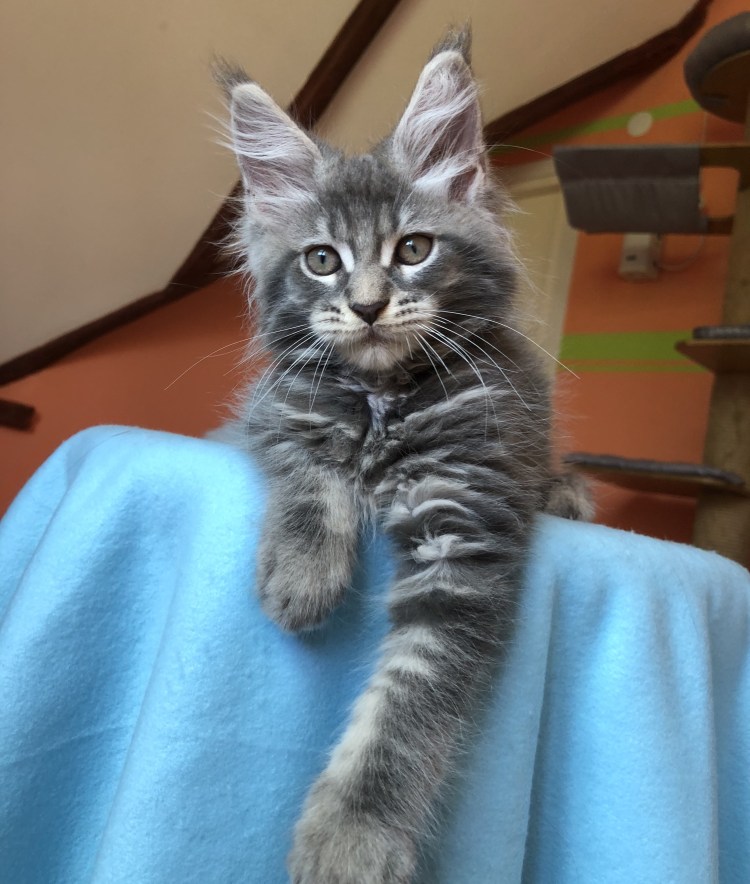 Вислоухий шотландец и мейкун