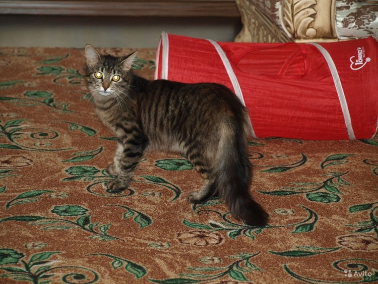 Смесь бенгальской и шотландской кошки прямоухий