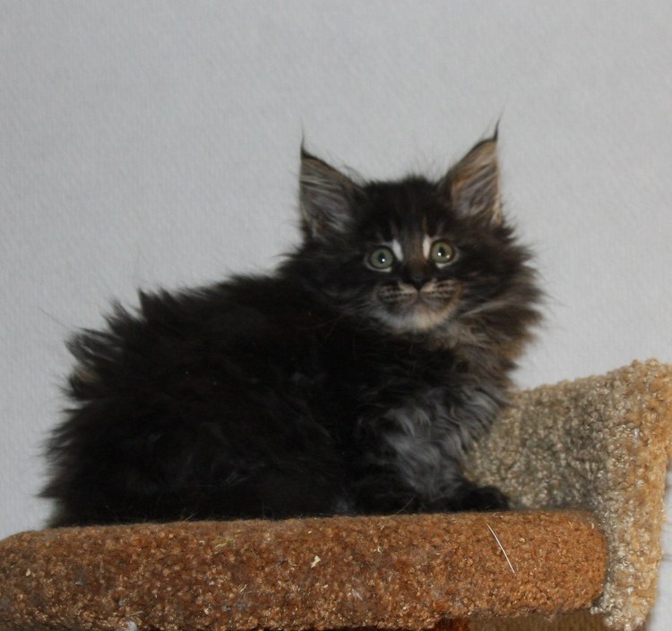 Серый Мейн кун новорожденный