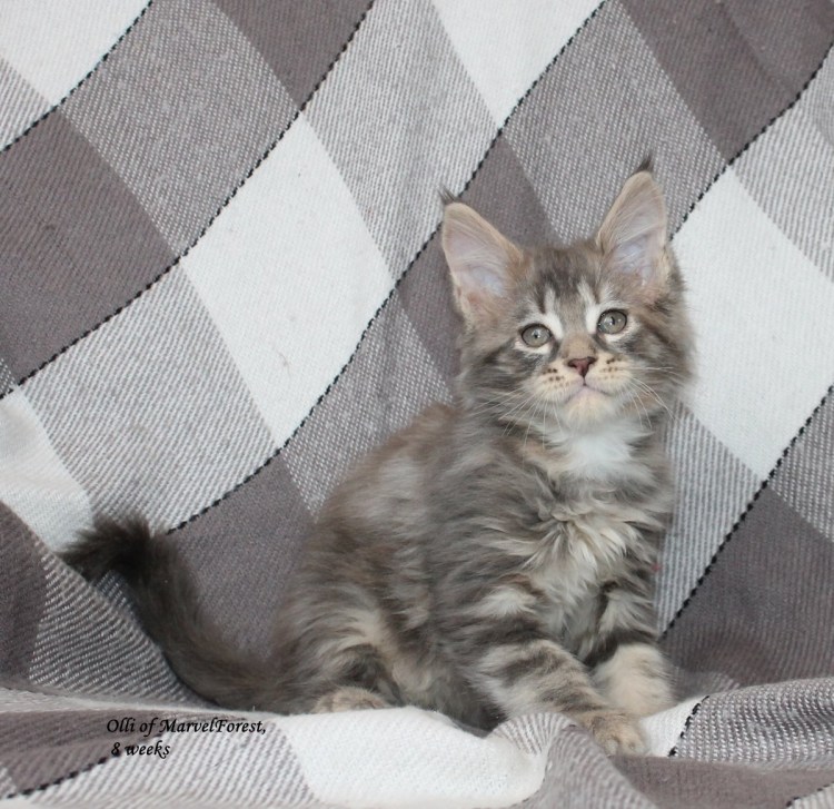 Вислоухий кот Мейн кун