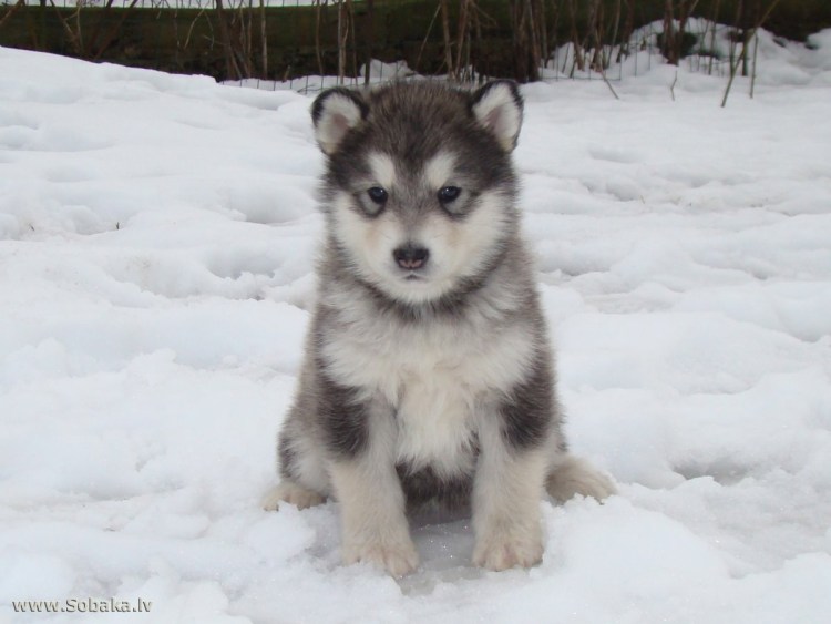 Маламут Аляскинский ги