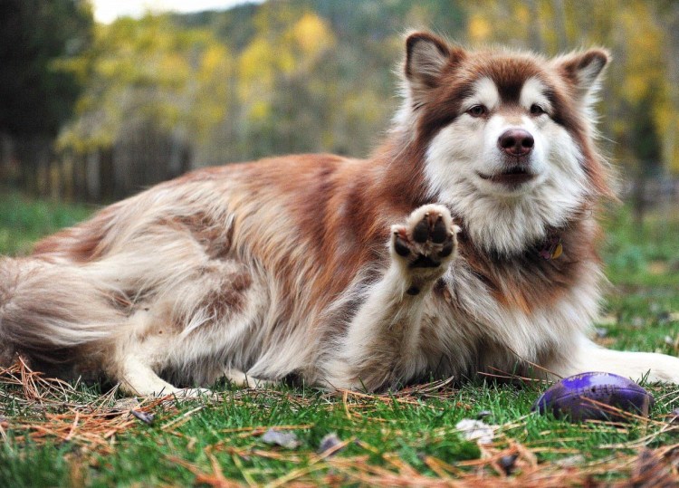 Маламут и кот