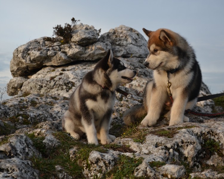 Маламут Аляскинский гигант