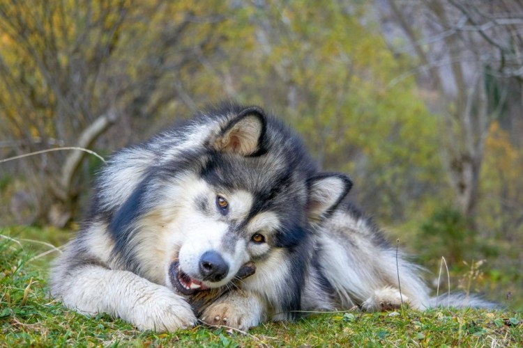 Маламут кошка