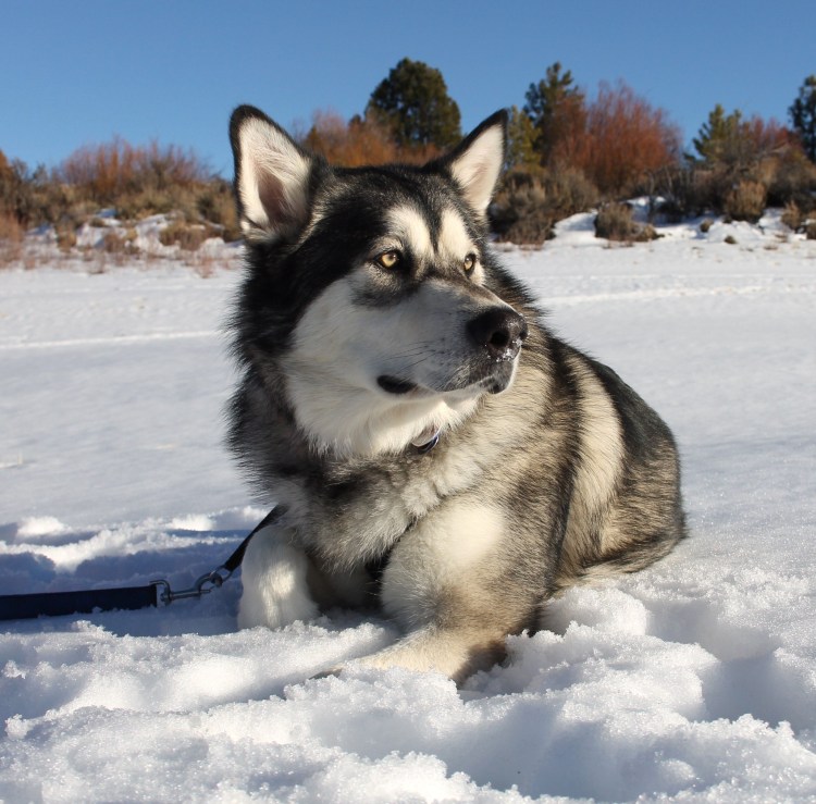 Щенки Аляска коричневый