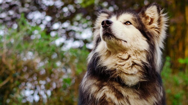 Аляскинский маламут черно белый гигант