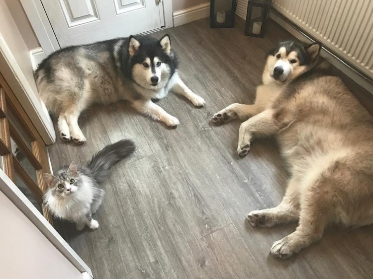 Аляскинский маламут с кошками