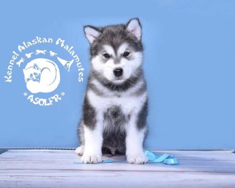 Маламут кошка фото