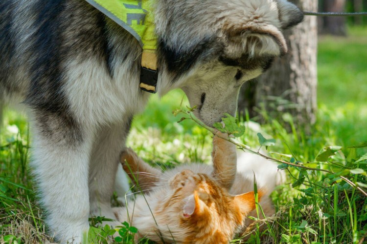 Мейн кун и маламут