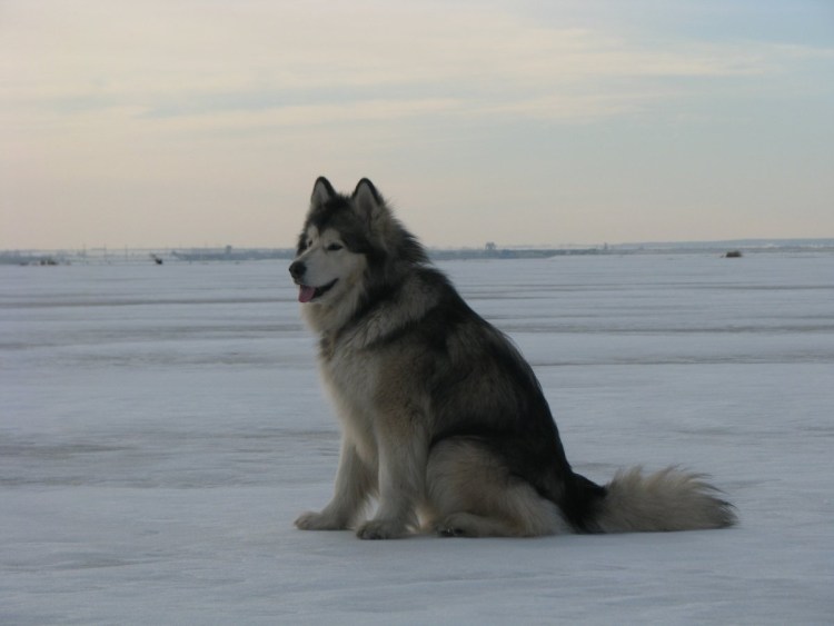 Маламут кошка