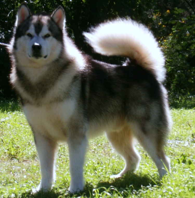 Аляскинский маламут