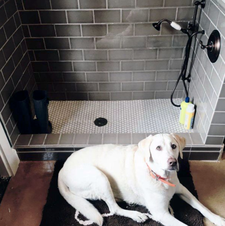 Помывочная для собак