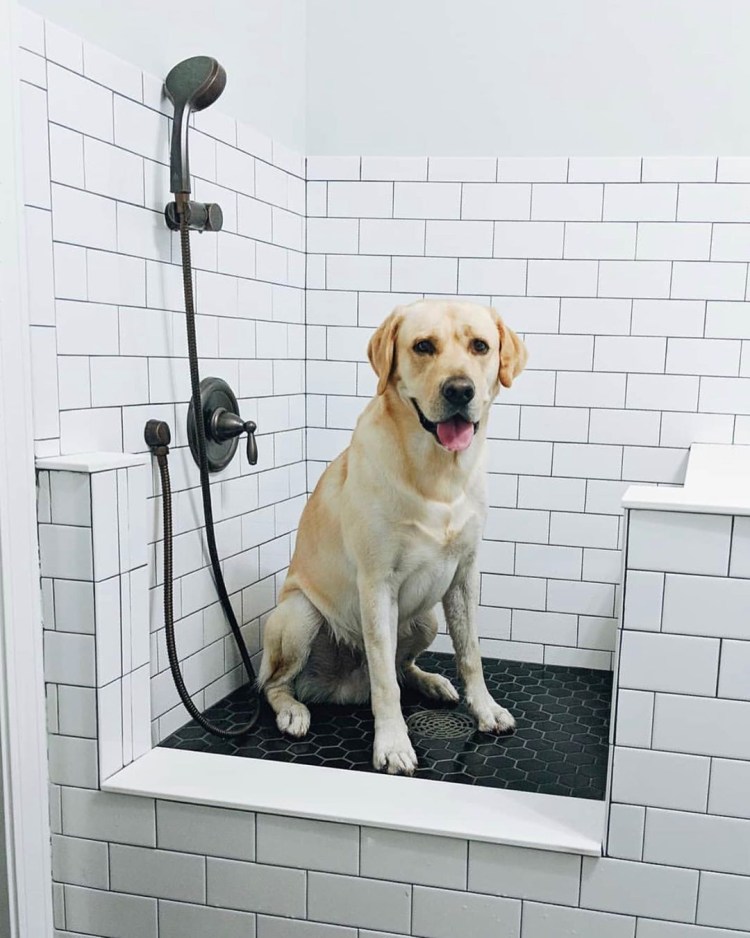 Душевая для собак