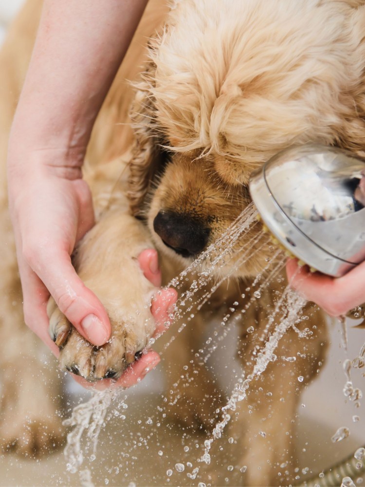 Щенок моется