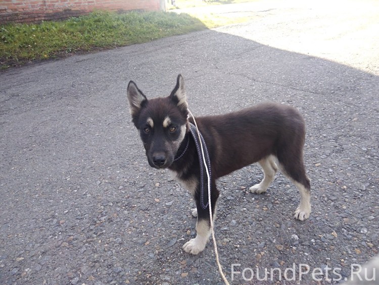 Метис алабая черный пушистый