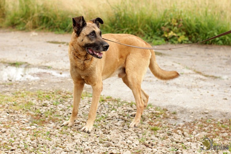 Помесь дога и овчарки