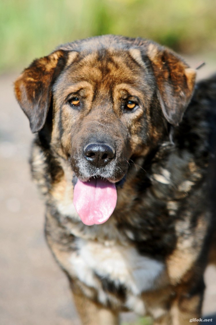 Метис дога и добермана