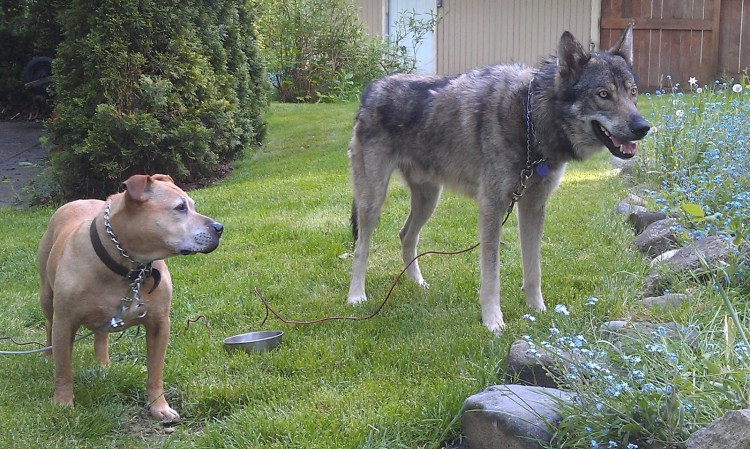Доберман метис черный