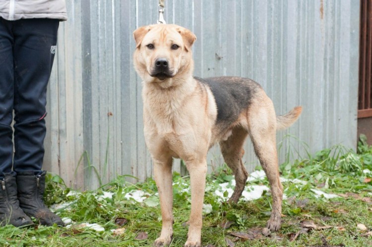 Метис овчарки и дога