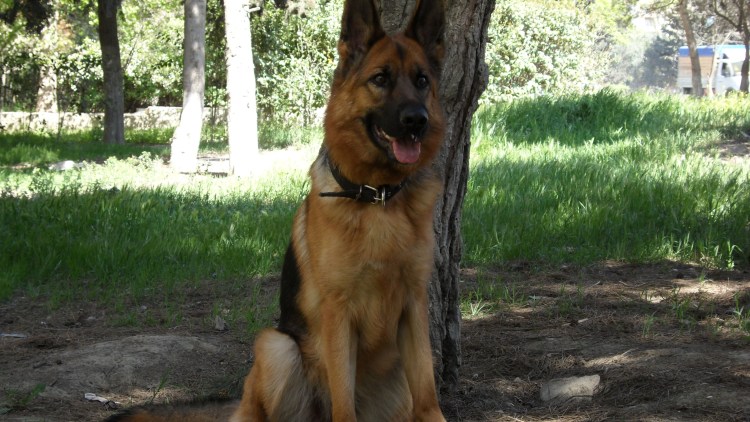 Помесь дога и овчарки