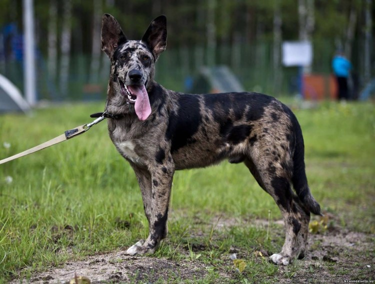 Метис немецкого дога и немецкой овчарки