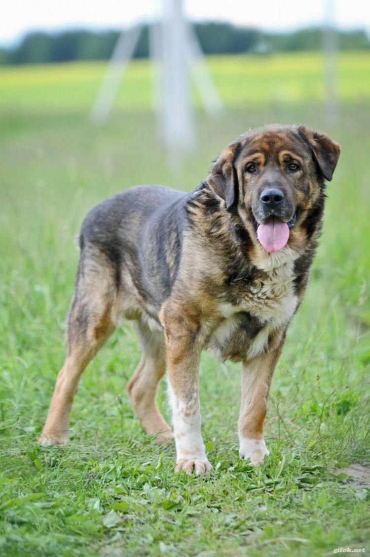 Метис овчарки и гончей