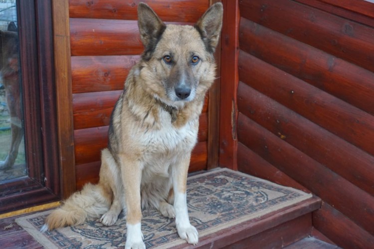 Метис волка и алабая