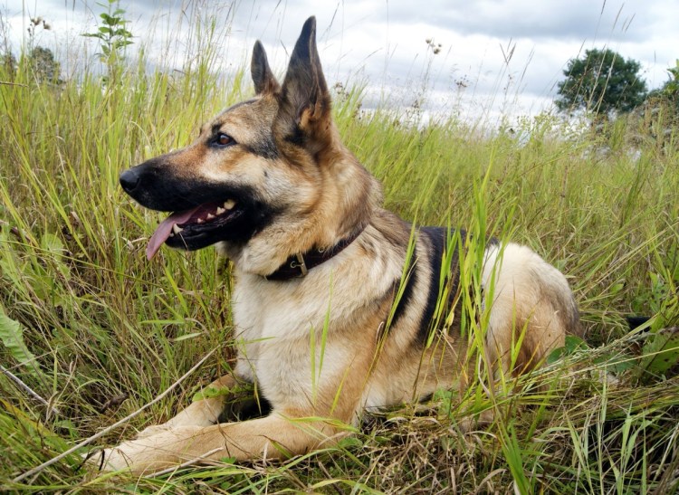 Метис овчарки и дога