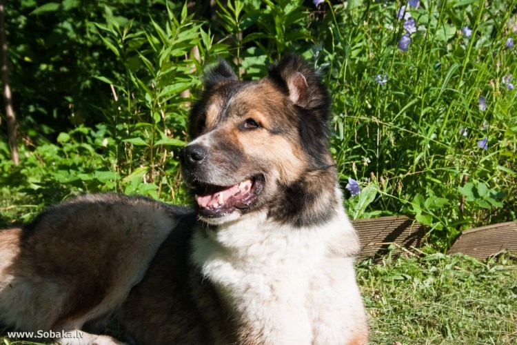 Бельгийская овчарка
