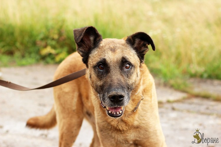 Метис собака